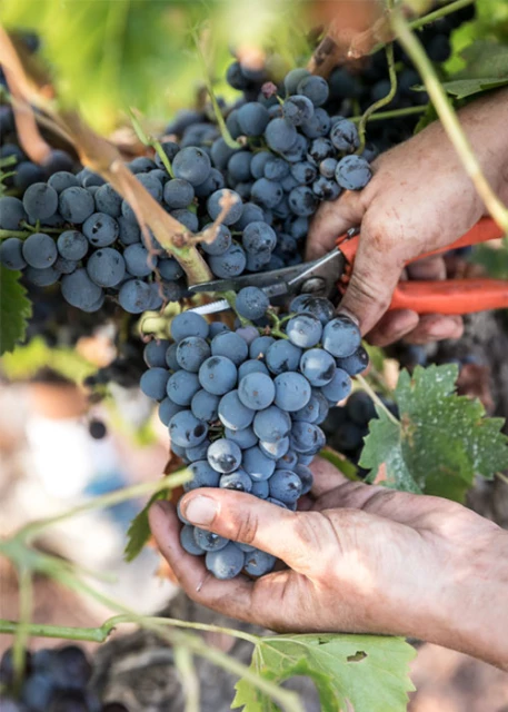 chateau sainte roseline vendanges 2