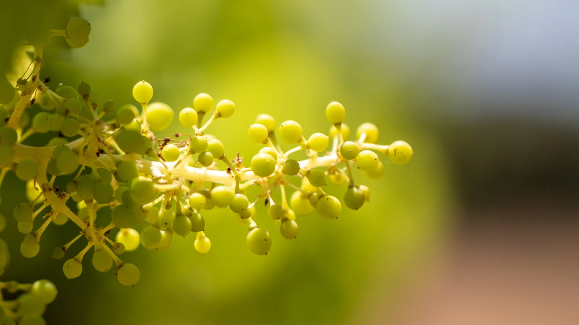 Viticulture RSE Sainte-Roseline