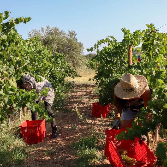 vendanges 2023 1