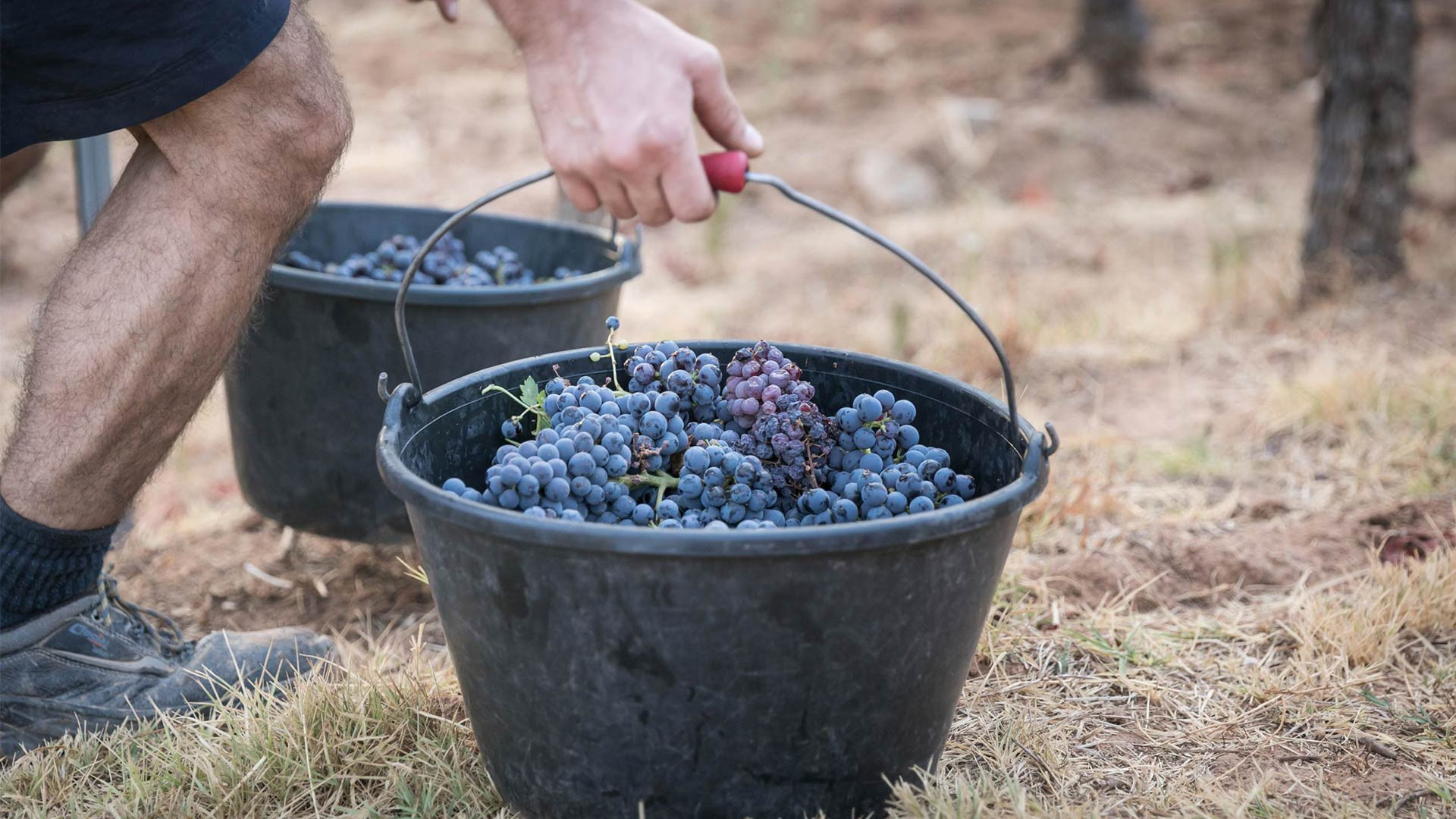 Chteau Sainte Roseline vendanges 2021 : cest parti !