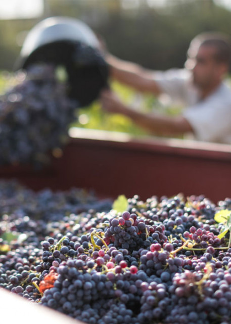 Chteau Sainte Roseline Harvest 2021