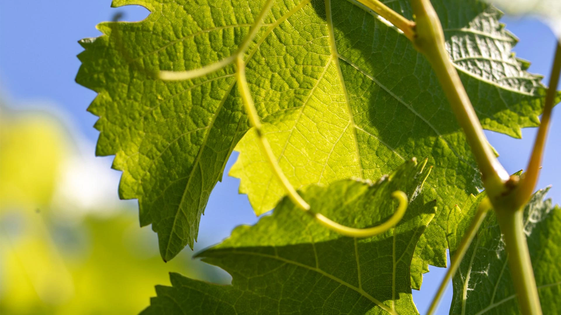 chateau sainte roseline retour annee riche succes rse