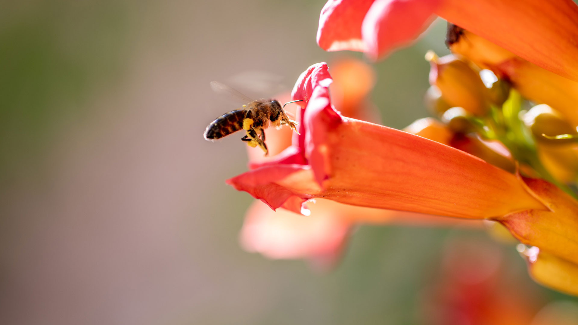 Develop biodiversity - chteau sainte roseline