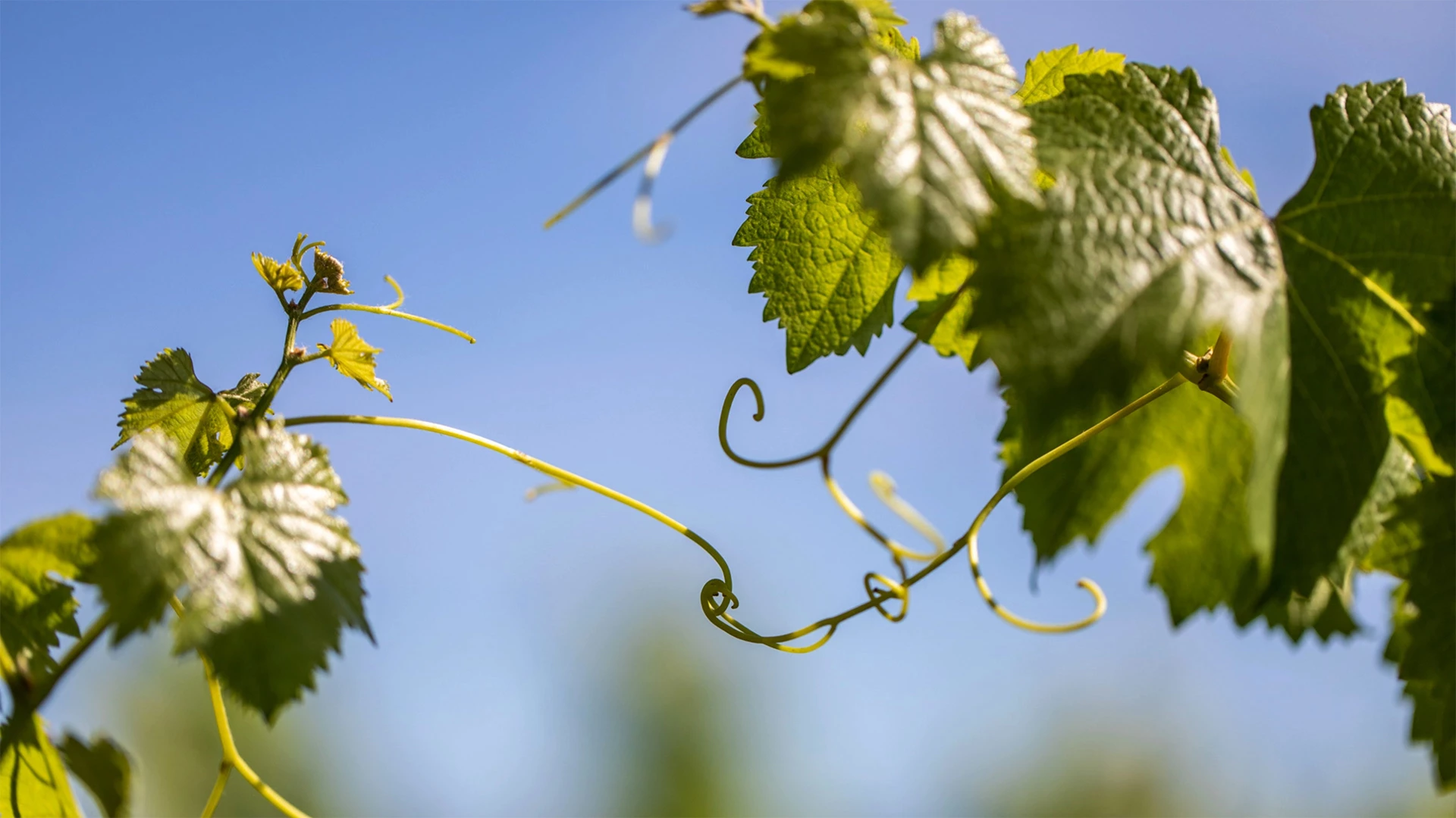 Découvrez les engagements du Château Sainte Roseline, domaine viticole Cru Classé en Provence, pour une viticulture responsable