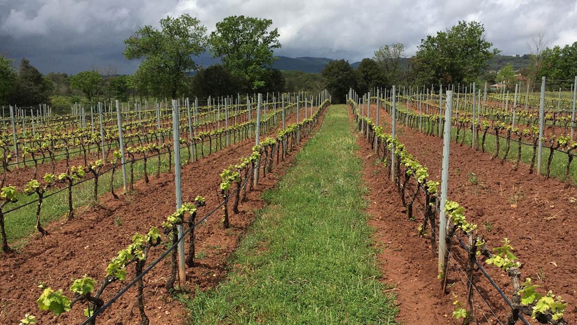 Chteau Sainte Roseline protger la richesse  des sols grce au couvert vgtal