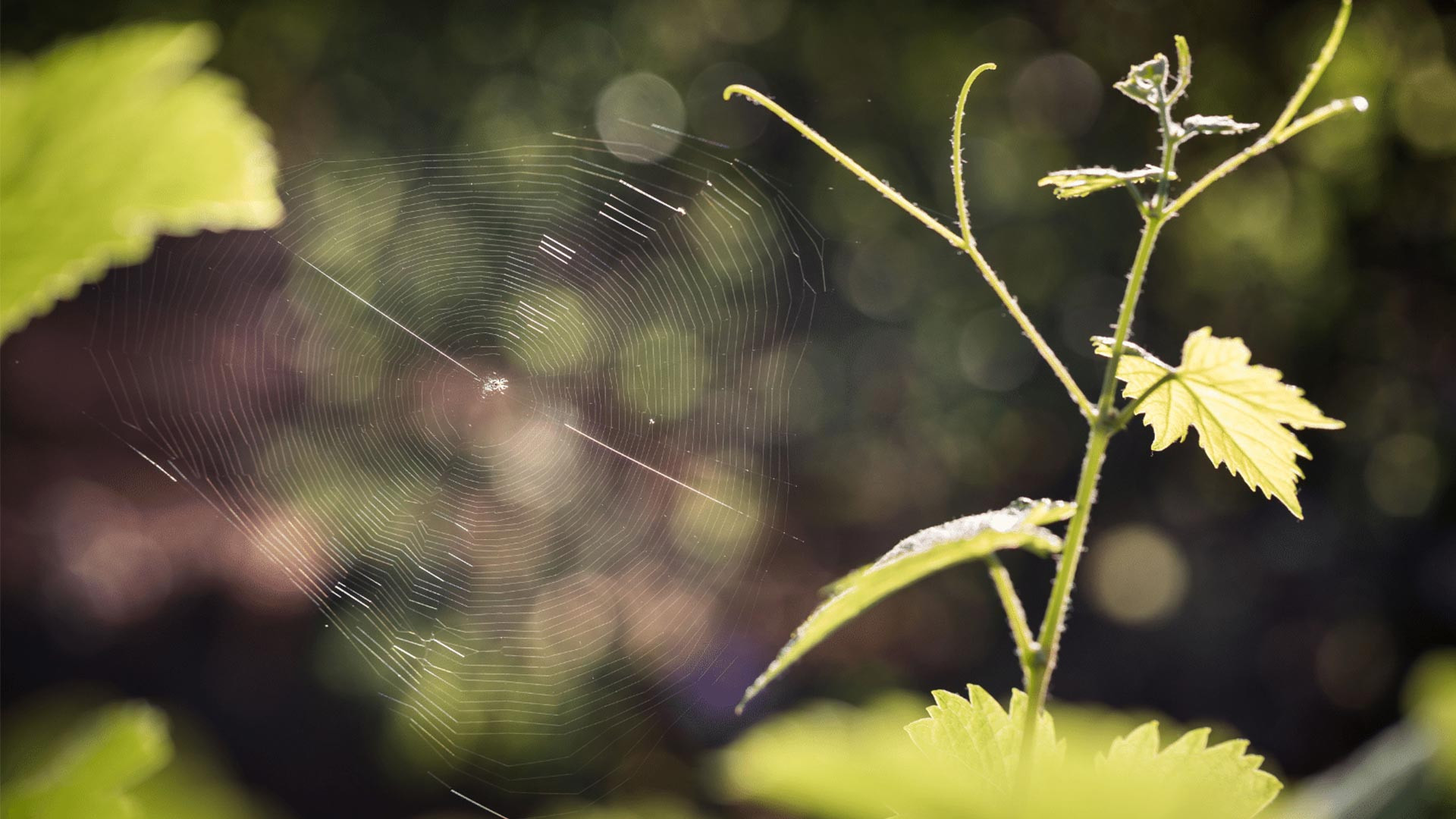 Environmentally friendly pesticide-free practices - Chteau Sainte Roseline