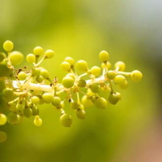 Découvrez les engagements RSE du Château Sainte Roseline pour réinventer l’agriculture de demain grâce à la viticulture durable et au projet MYCOVIGNE