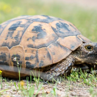 chateau sainte roseline preservation biodiversite