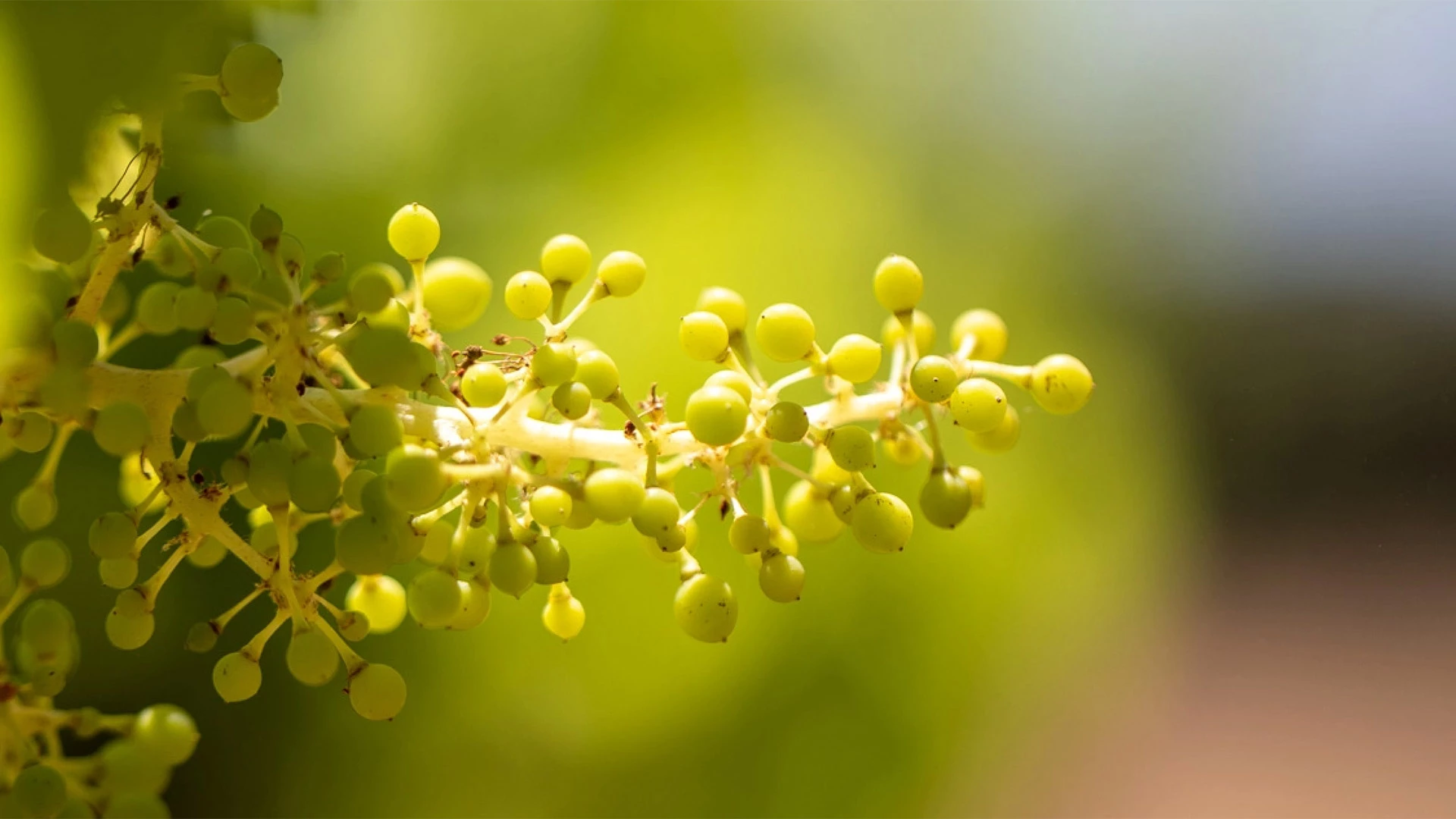 Découvrez les engagements RSE du Château Sainte Roseline pour réinventer l’agriculture de demain grâce à la viticulture durable et au projet MYCOVIGNE