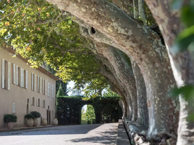 L'Allée des Platanes