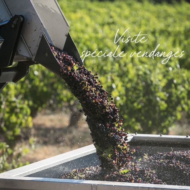 Visites Spciales Vendanges