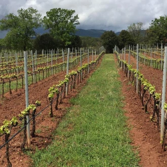 chateau sainte roseline proteger la richesse des sols grace au couvert vegetal