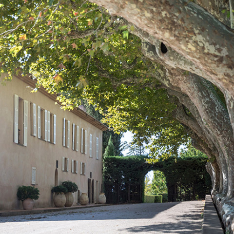 Outdoor space alley of plane trees