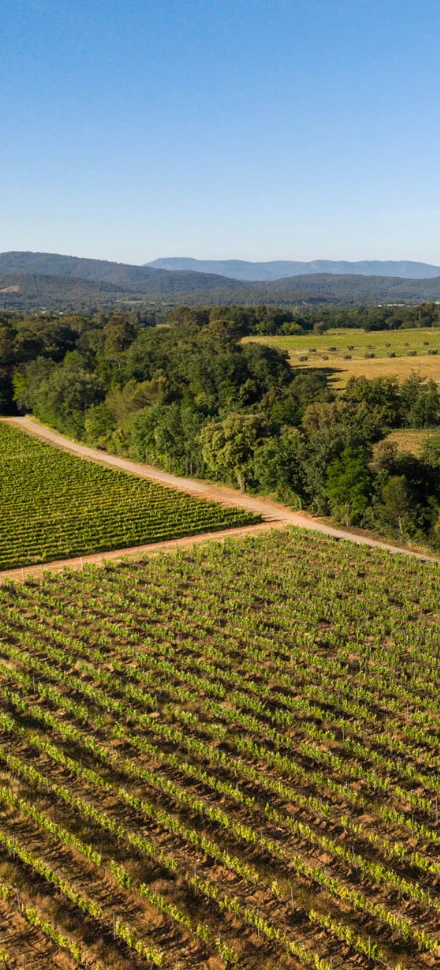Découvrez le sentier du vignoble du Château Sainte Roseline en Provence, une balade immersive au cœur du domaine viticole