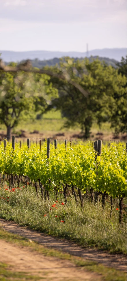 Découvrez le sentier au cœur des vignes du Château Sainte Roseline en Provence, une étape immersive de la balade dans le domaine viticole